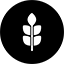 Tritikale